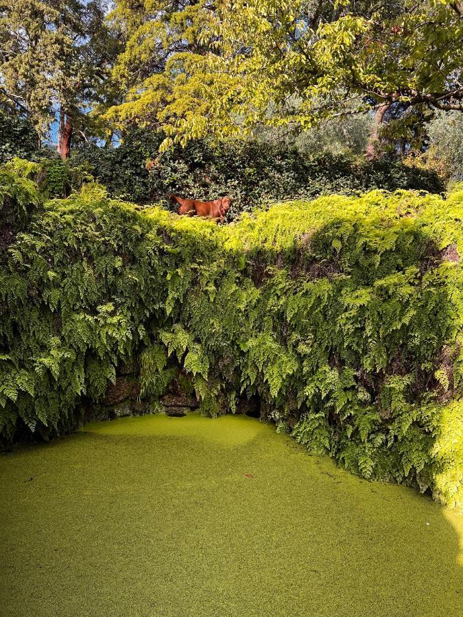 Quinta Da Porta - Solar De Vale De Prazeres Villa Exteriör bild